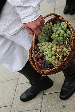 Središnja svečanost 43. Branja grojzdja