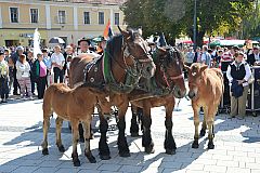Središnja svečanost Branja grojzdja