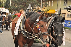 Središnja svečanost 42. Branja grojzdja